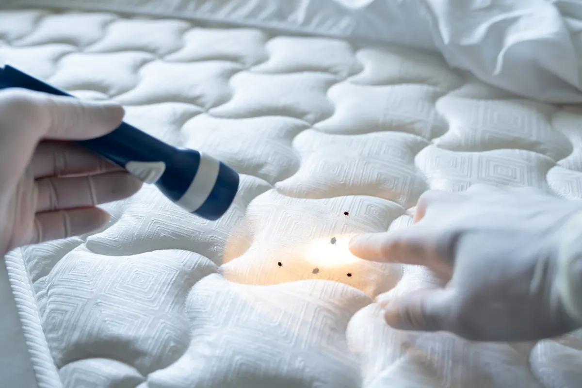 Top Bed Bug Extermination Near Me for Fast Results